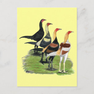 Modern Game Roosters Postcard
