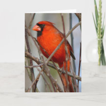 Modern Italian Christmas Cardinal