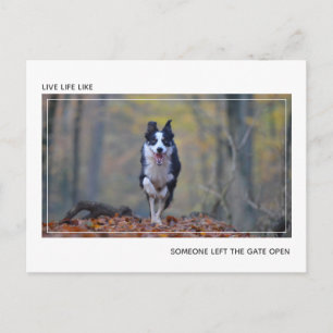 Modern Motivational Dog Graduation Congratulations Postcard