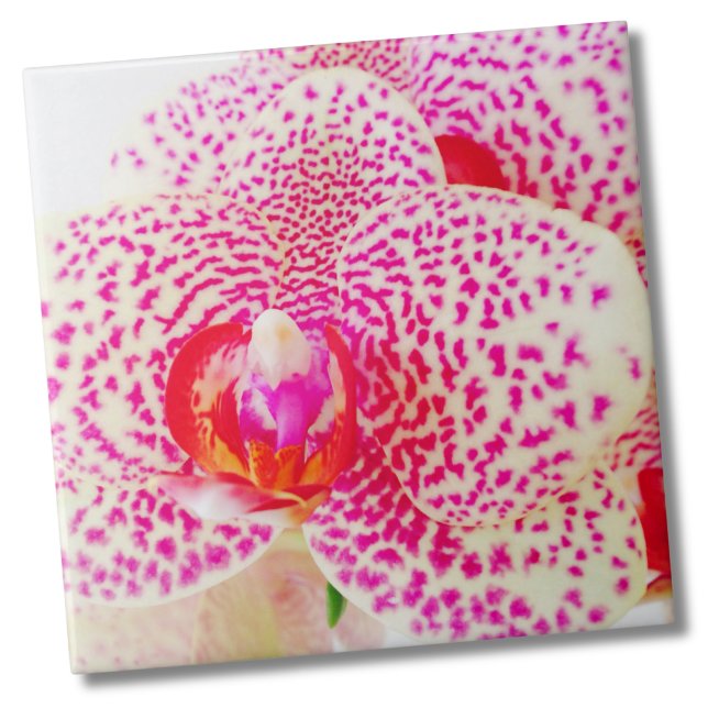 Modern Orchid Pink Flower Ceramic Tile (Floral Vibrant White Pink Orchid Flower Ceramic Tile)