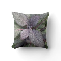 Modern Purple Sage Garden Herb Photo