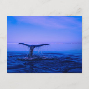Modern Sea View Flat Postcard