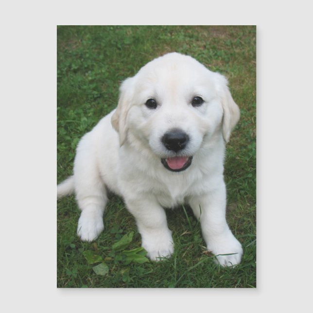 Modern Simple Custom Pet Photo RefridgeratorMagnet (Front)