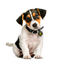 Modern Simple ID QR Dog