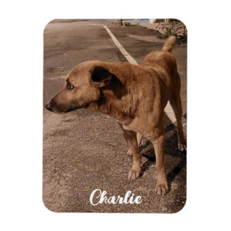 Modern Simple Pet Photo Magnet