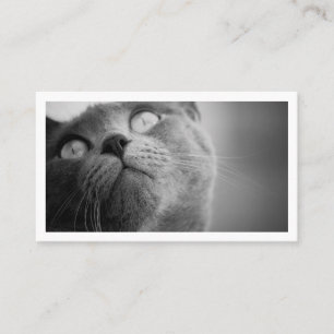 Modern Simple Pet Sitter Business Card