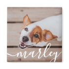 Modern Simple Playful Elegant Chic Pet Photo