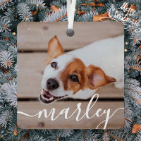 Modern Simple Playful Elegant Chic Pet Photo