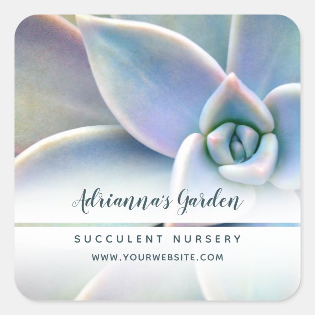 Modern Simple Succulent Nursery Photo Square Sticker (Front)