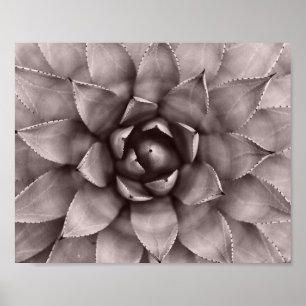 Modern Succulent Print