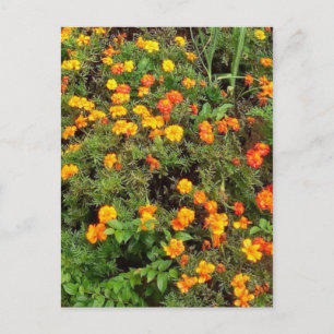 Modern Vintage Botanical Garden Post card
