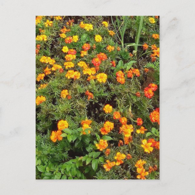 Modern Vintage Botanical Garden Post card (Front)