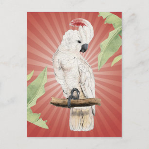modern vintage cockatoo postcard