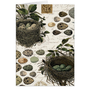Modern Vintage French bird nests and eggs