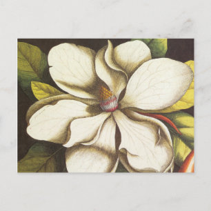 modern vintage magnolia postcard