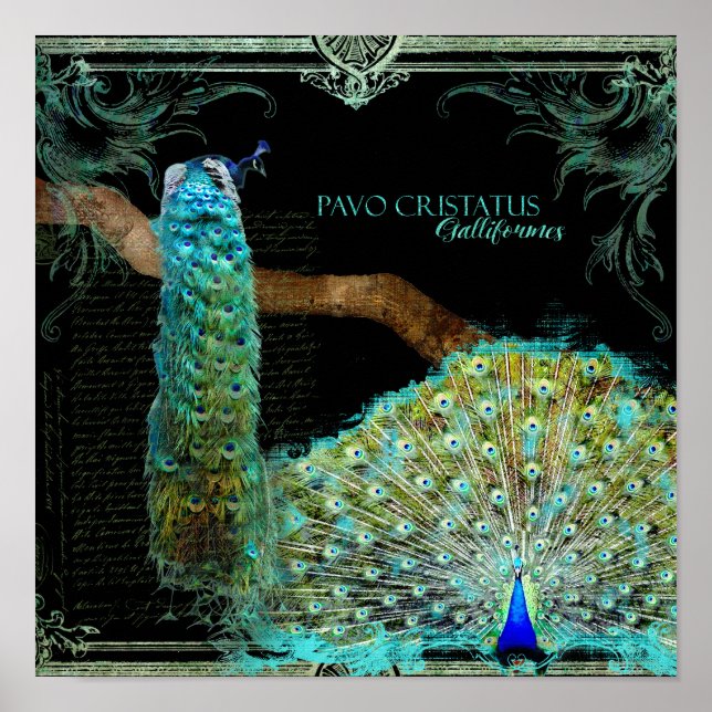 Modern Vintage Peacock Elegant Wall Art (Front)