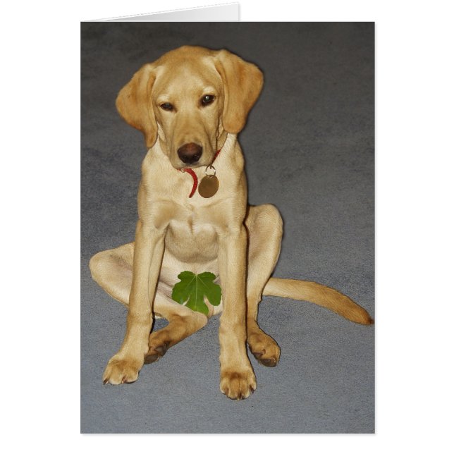 Modest puppy (Front)