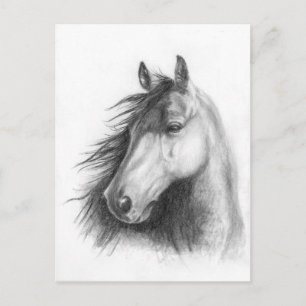 Moe the Morgan portrait post card