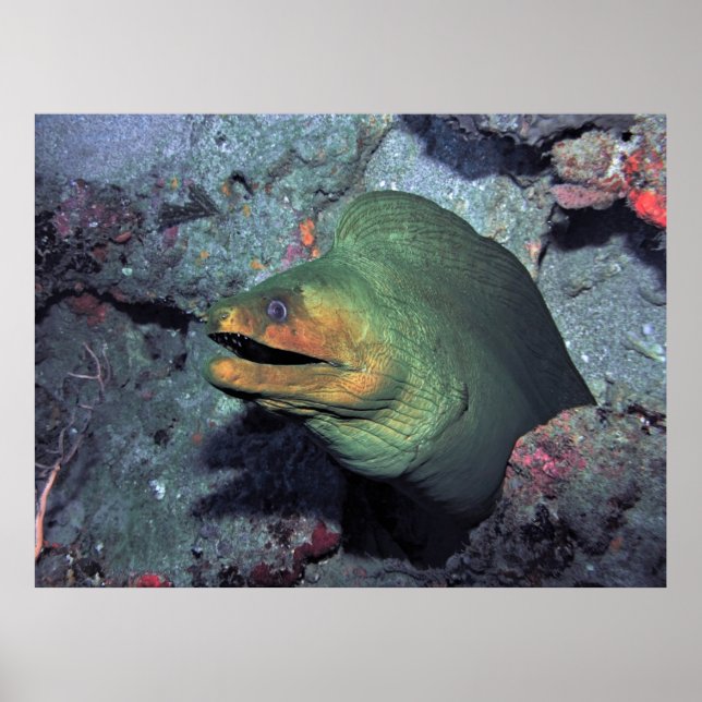 Mohawk Moray Poster (Front)