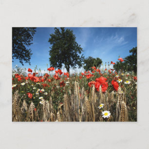 Mohnblumen im Kornfeld Postcard