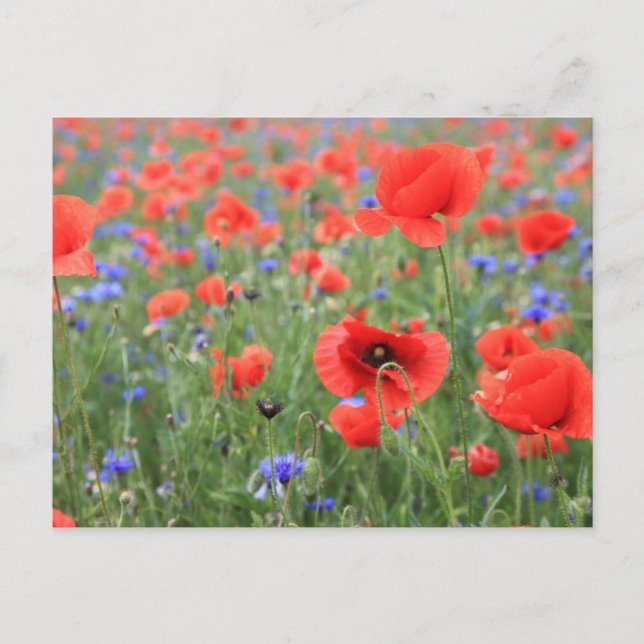Mohnblumen Postcard (Front)
