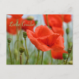 Mohnblumen Postcard