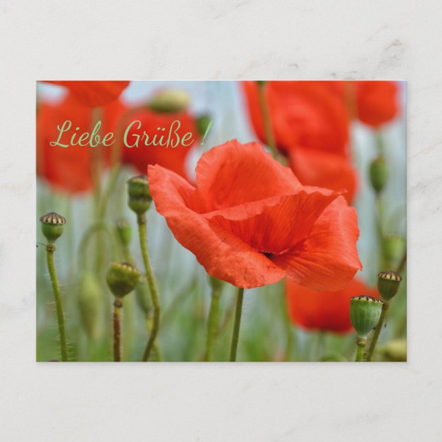 Mohnblumen Postcard (Front)