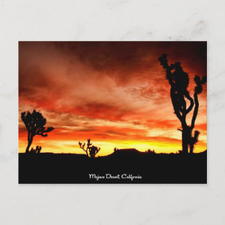 Mojave Desert, California Postcard