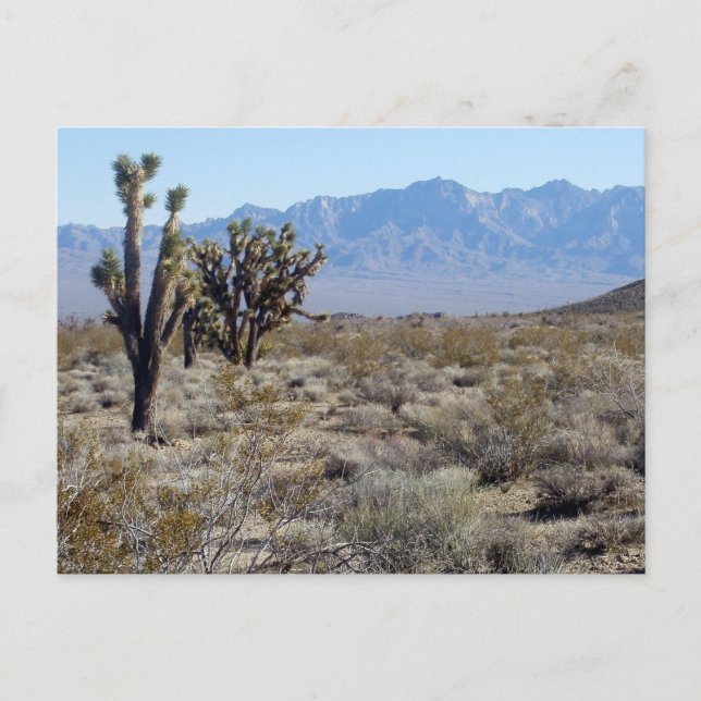 Mojave Desert scene 03 Postcard (Front)