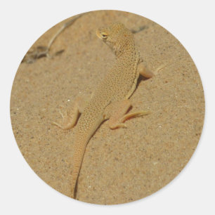 Mojave Fringe-Toed Lizard Classic Round Sticker
