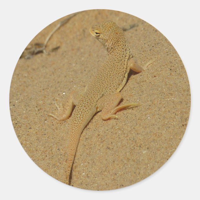 Mojave Fringe-Toed Lizard Classic Round Sticker (Front)