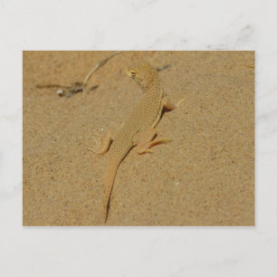 Mojave Fringe-Toed Lizard Postcard