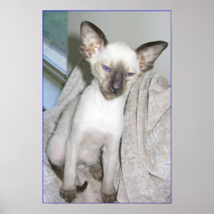 Mojave the Great Poster