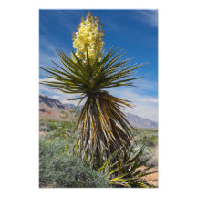 Mojave yucca blooming in the desert near Las Vegas