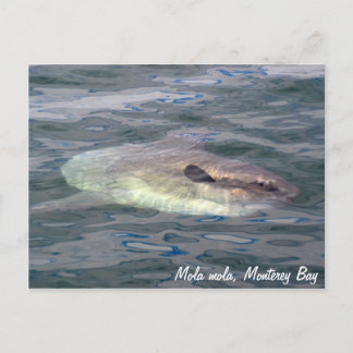 Mola mola (Ocean Sunfish) Postcard