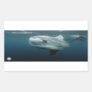 Mola Mola Rectangular Sticker
