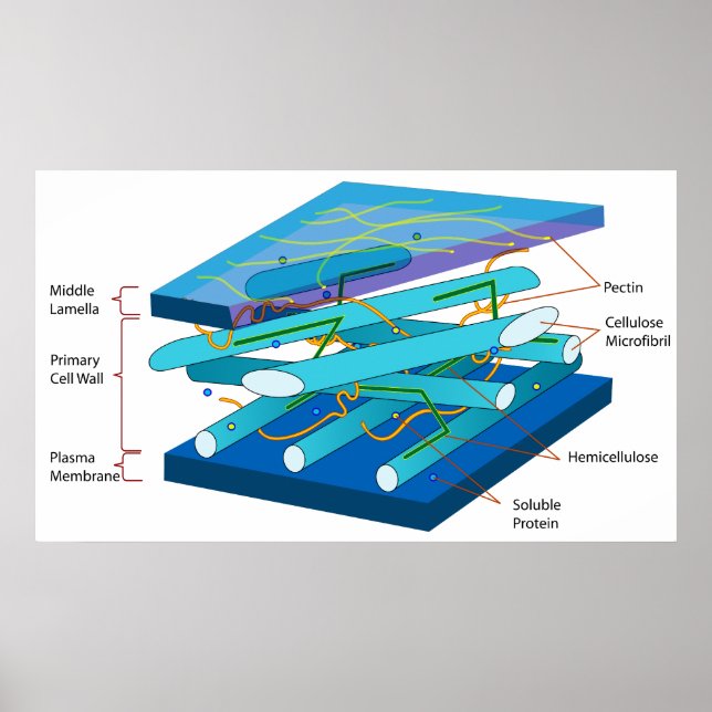 Molecular Structure of a Plant's Primary Cell Wall Poster (Front)