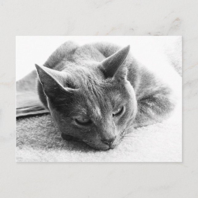 Mollie Postcard (Front)