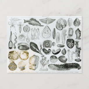 Molluscs Postcard