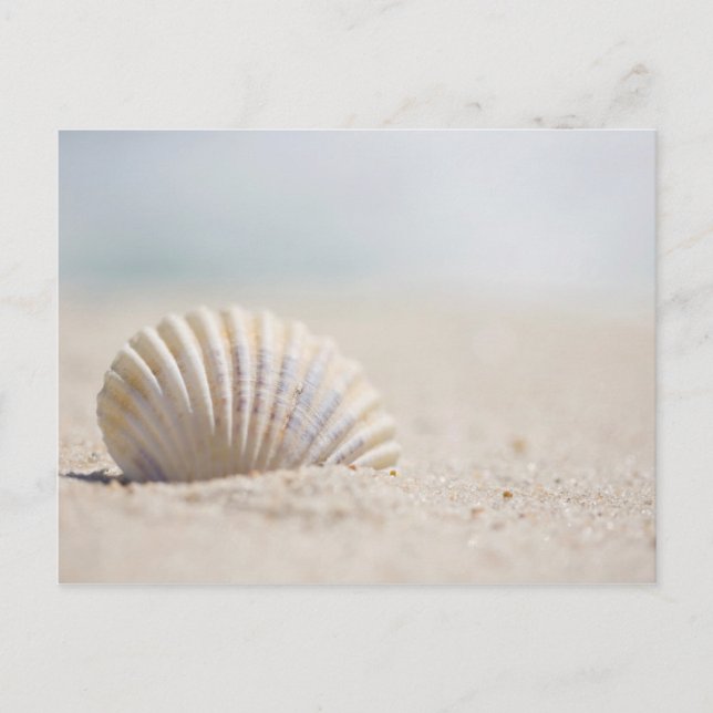Mollusk Seashell Postcard (Front)