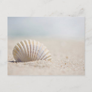 Mollusk Seashell Postcard
