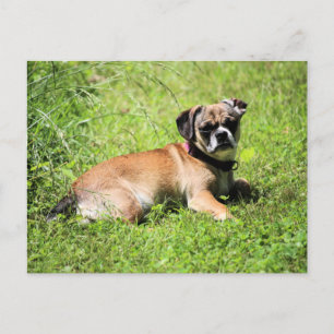 Molly Holiday Postcard
