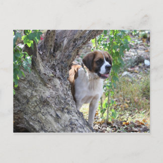 Molly " Someone say PLAYTIME" Postcard