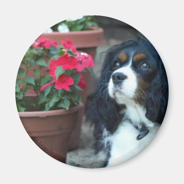 Molly the Cavalier Magnet (Front)