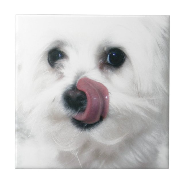 Molly the Maltese Tile (Front)