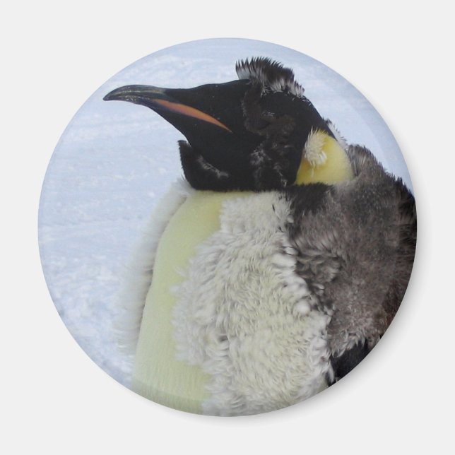 Molting Emperor Penguin Magnet (Front)
