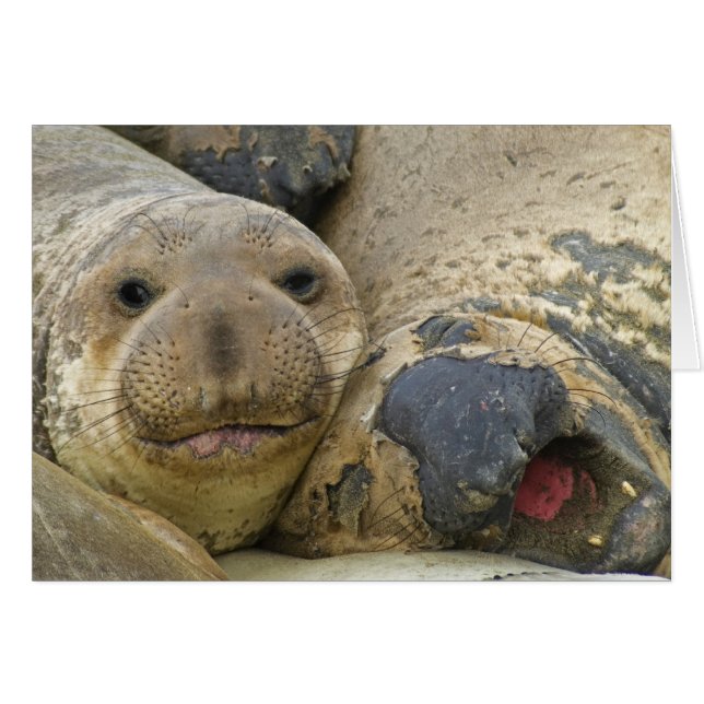 Molting Northern Elephant Seals (Front Horizontal)
