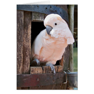 Moluccan Cockatoo