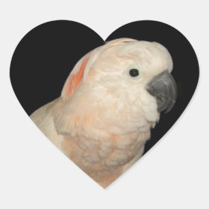 Moluccan Cockatoo Love Valentine Design Heart Sticker