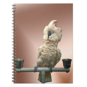 Moluccan Cockatoo Notebook